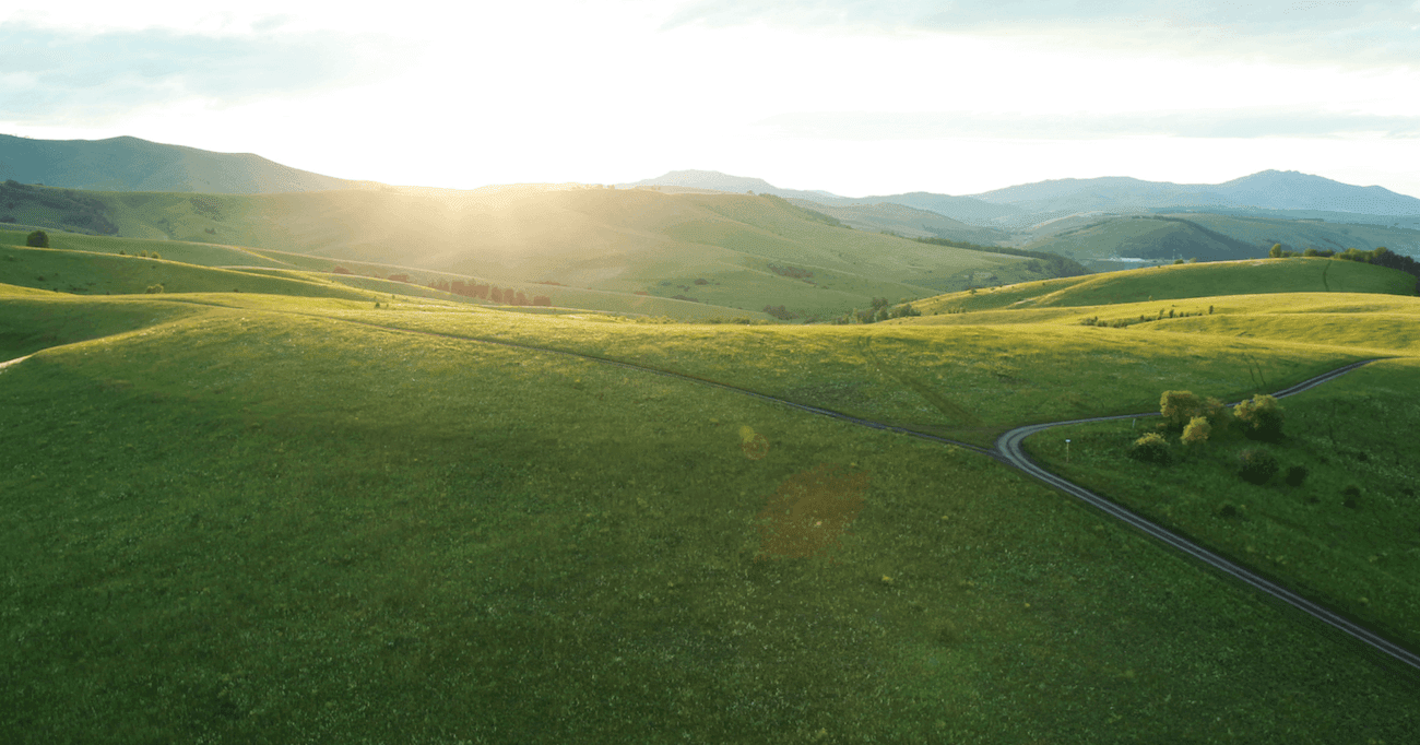 Чайные поля