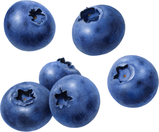 Ягоды черники