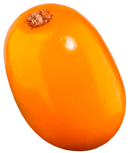 Ягода облепихи